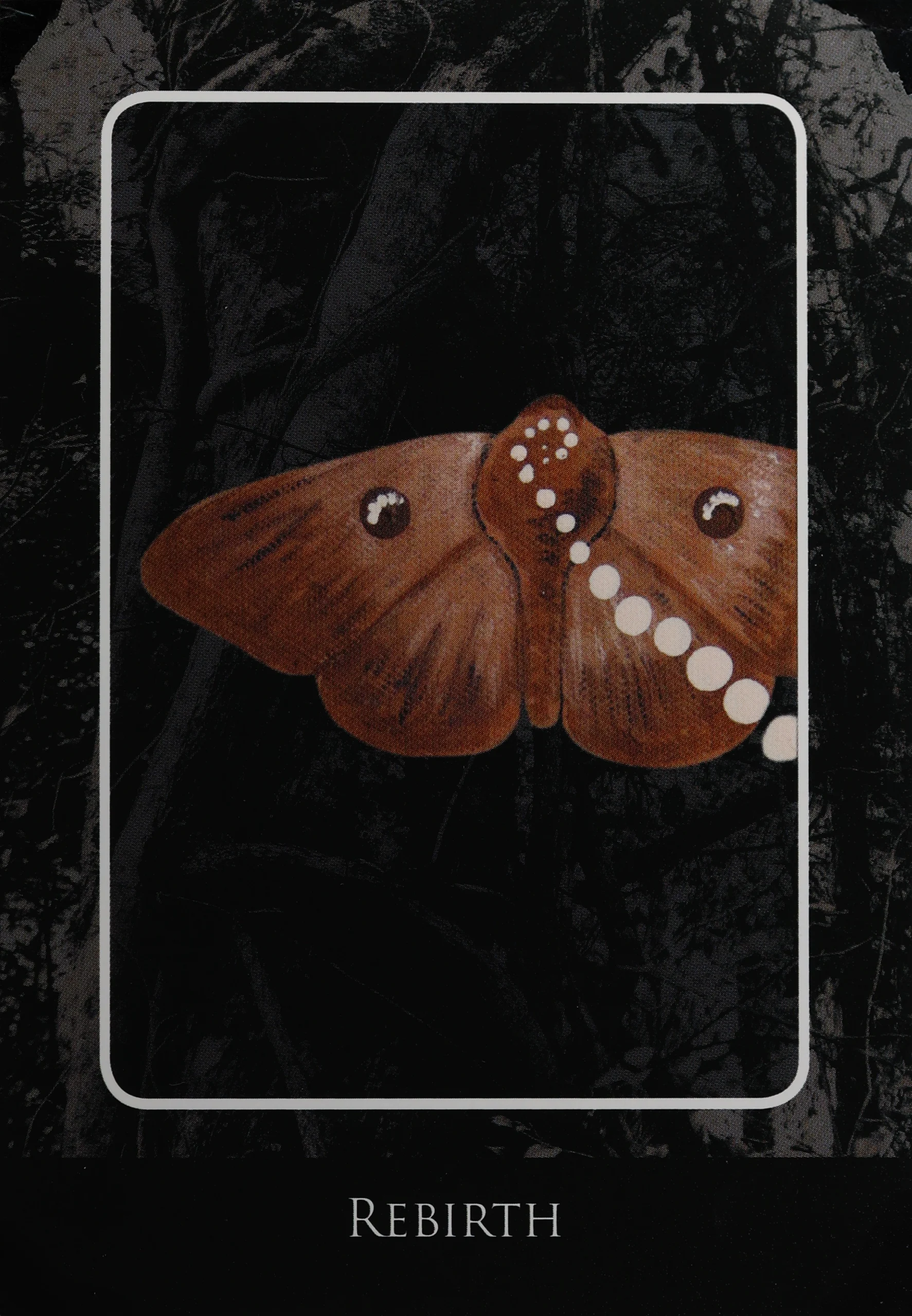aboriginal-dreamtime-oracle-24-rebirth-oracle-card